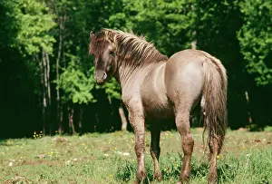 Tarpan: TARPAN / POLISH WILD HORSE