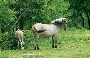 Tarpan: Tarpan wild HORSE - with foal