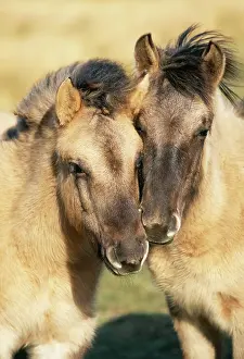 Tarpan: Tarpan Wild Horses