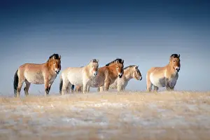 Gmelini: Tarpans (Equus ferus gmelini), Mongolian wild horses