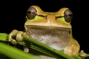 Lurch: Tarraco Treefrog
