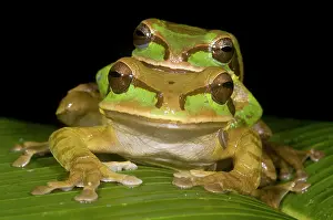 Copula: Tarraco Treefrog