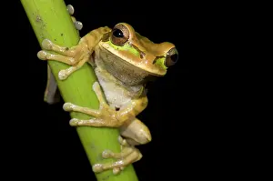 Lurch: Tarraco Treefrog