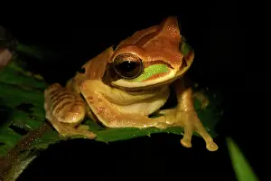 Selva: Tarraco Treefrog