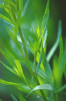 Artemisia: Tarragon