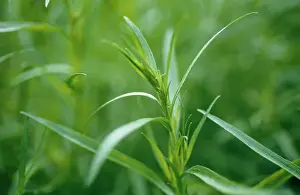 Artemisia: Tarragon