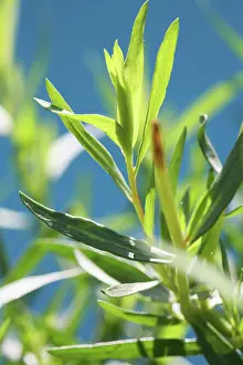 Artemisia: Tarragon