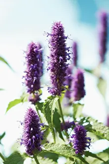 Artemisia: Tarragon