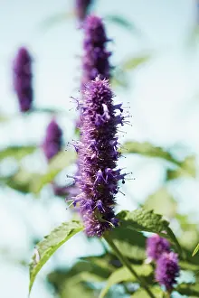 Artemisia: Tarragon
