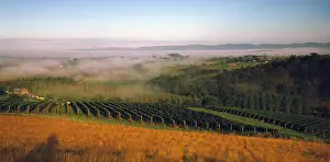 Yarra: Tarrawarra Winery.Yarra Valley, Victoria, Australia