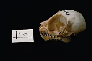 Tarsius: Tarsier