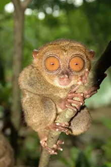 Humour: Tarsier monkey in Bohol Philippines