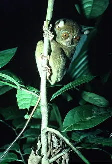 R S H Beamish: TARSIER - in tree