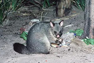 Refuse: Tasmanian brush-tail Possum - scavenging rubbish