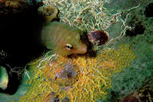 Tasmaniensis: Tasmanian clingfish guarding eggs inside an old