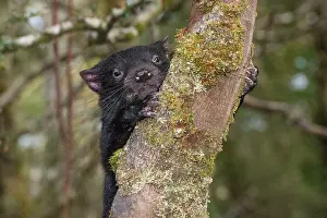 Leaving: Tasmanian Devil 1 year old after leaving den sheltering