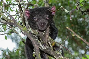 Leaving: Tasmanian Devil 1 year old after leaving den sheltering