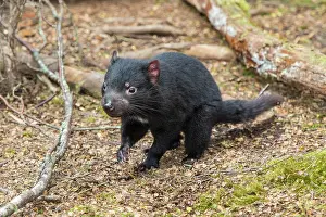 Tasmanian Devil a 10 month old juvenile near den