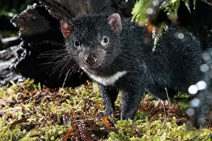 Tasmanian devil a 10 month old juvenile roaming at night