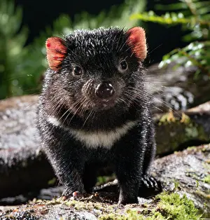 Tasmanian Devil a 10 month old juvenile roaming at night