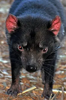 Sarcophilus: Tasmanian Devil