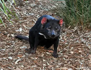 Sarcophilus: Tasmanian Devil