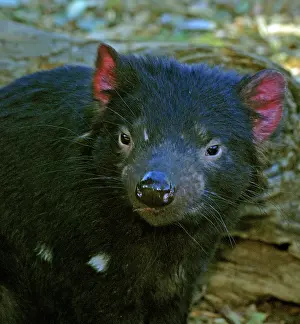 Sarcophilus: Tasmanian Devil