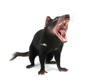 Opened: Tasmanian Devil