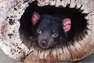 Devil: TASMANIAN DEVIL