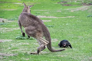 Sarcophilus: Tasmanian Devil adult circling a Forester Kangaroo