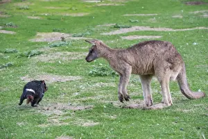 Sarcophilus: Tasmanian Devil adult circling a Forester Kangaroo