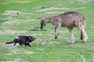 Sarcophilus: Tasmanian Devil adult confronting a Forester Kangaroo