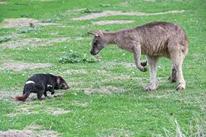 Sarcophilus: Tasmanian Devil adult confronting a Forester Kangaroo