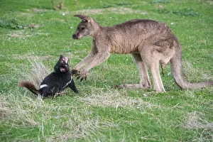 Sarcophilus: Tasmanian Devil adult confronting a Forester Kangaroo