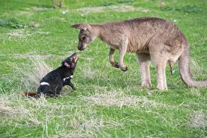 Sarcophilus: Tasmanian Devil adult confronting a Forester Kangaroo