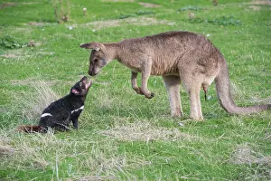 Sarcophilus: Tasmanian Devil adult confronting a Forester Kangaroo