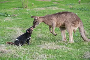 Sarcophilus: Tasmanian Devil adult confronting a Forester Kangaroo