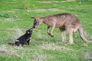 Sarcophilus: Tasmanian Devil adult confronting a Forester Kangaroo