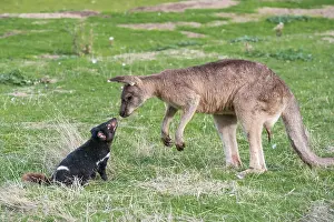 Sarcophilus: Tasmanian Devil adult confronting a Forester Kangaroo