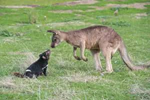 Sarcophilus: Tasmanian Devil adult confronting a Forester Kangaroo