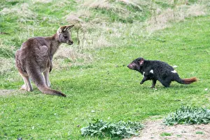 Sarcophilus: Tasmanian Devil adult confronting a Forester Kangaroo