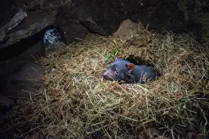 Sarcophilus: Tasmanian Devil adult female in den with young hidden