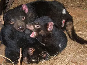 Dens: Tasmanian Devil adult female playing with three young in den