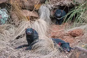 Sarcophilus: Tasmanian Devil adult female resting with two 10