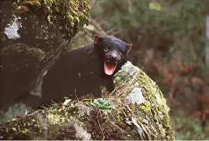 Burrows: TASMANIAN DEVIL - aggressive