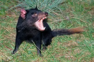 Aggressions: Tasmanian Devil - angry - showing teeth