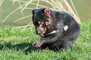 Sarcophilus: Tasmanian Devil cleaning paws after eating