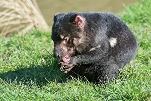 Sarcophilus: Tasmanian Devil cleaning paws after eating