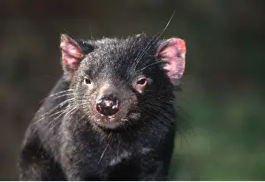 Devil: TASMANIAN DEVIL - close-up of face