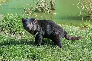 Sarcophilus: Tasmanian Devil after drinking in pool